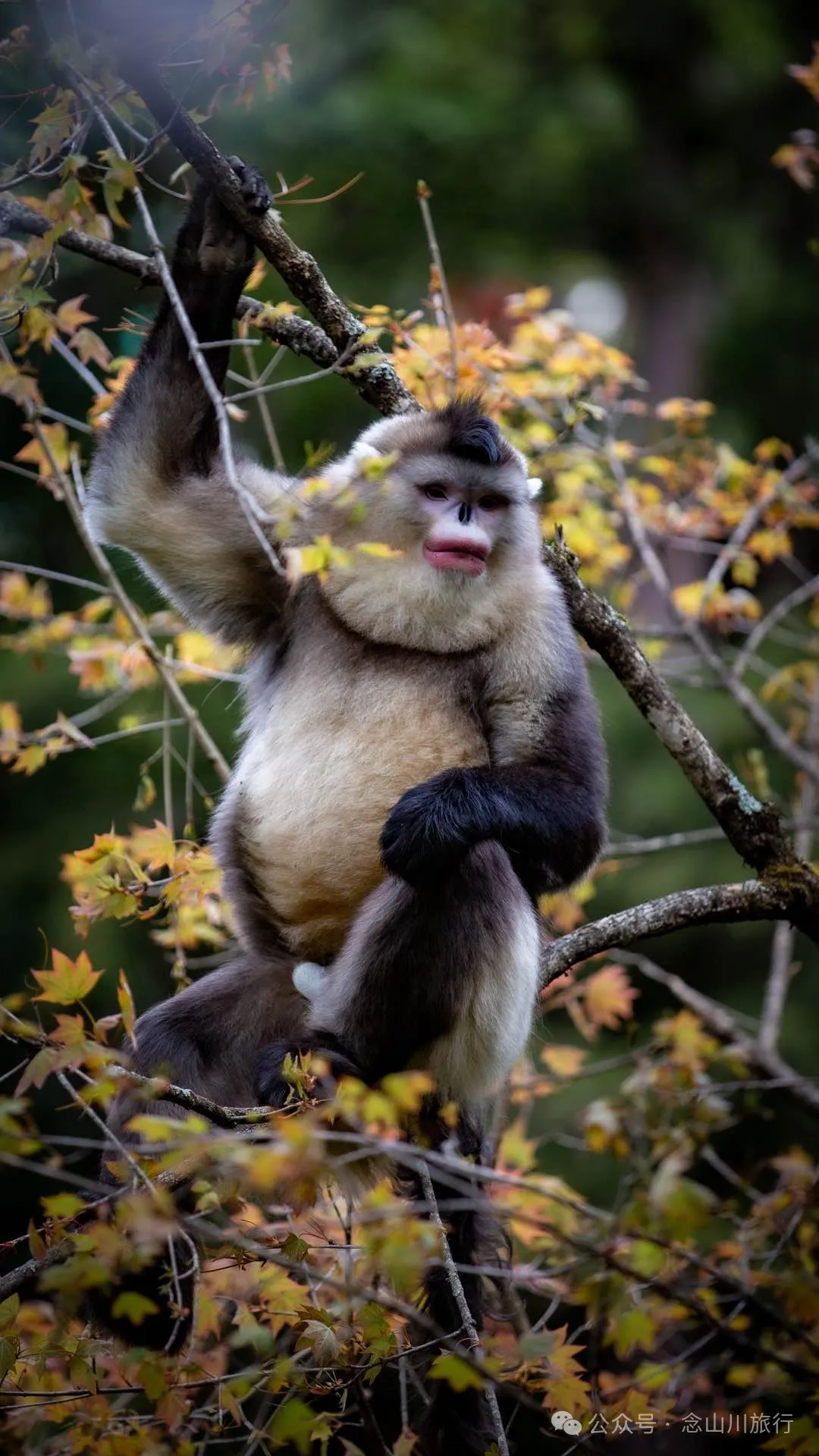 Yunnan Golden Monkey National Forest Park: A Green Home for Snow Mountain Spirits, a Gift of Nature - Image 25