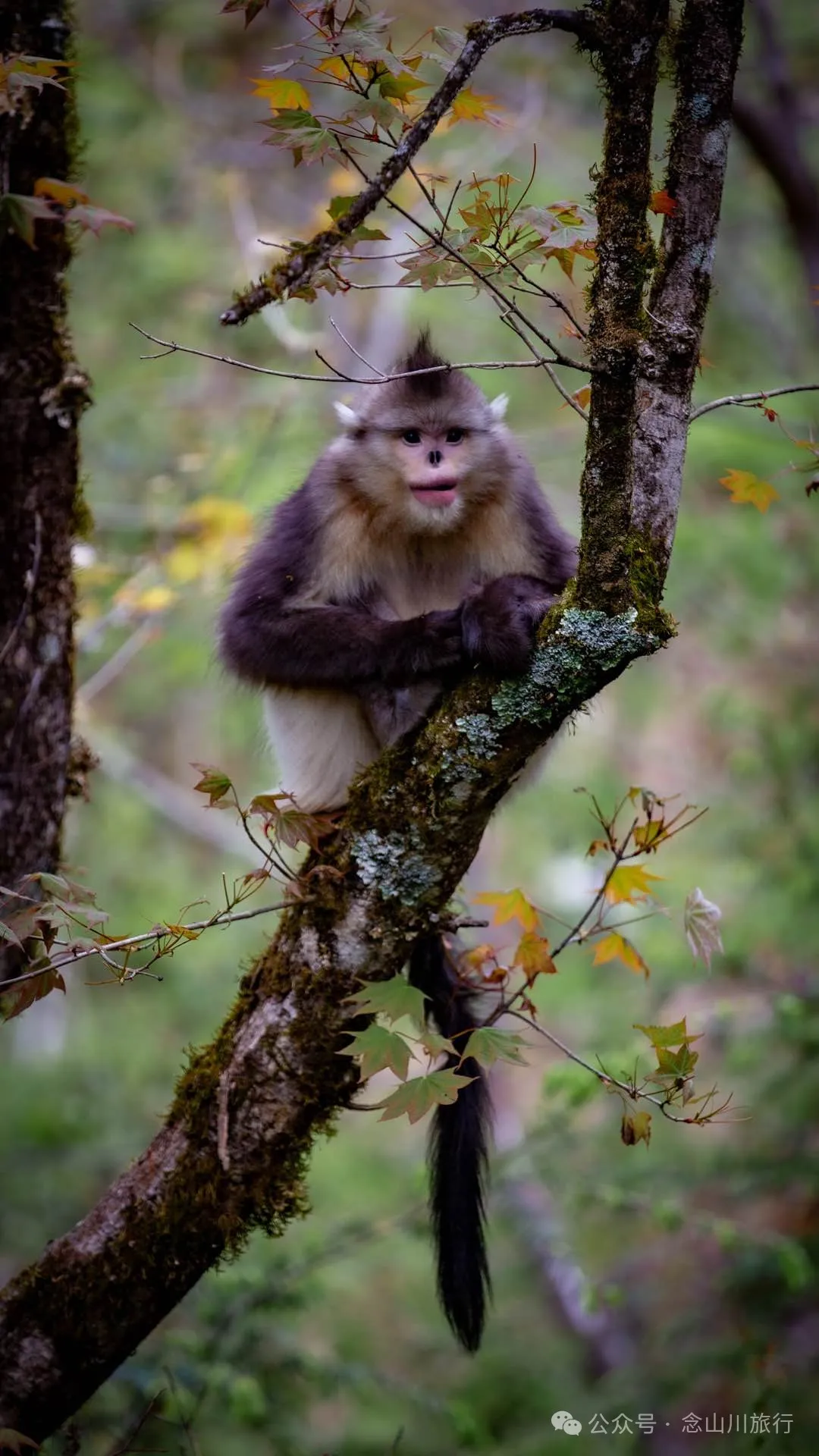 Yunnan Golden Monkey National Forest Park: A Green Home for Snow Mountain Spirits, a Gift of Nature - Image 26