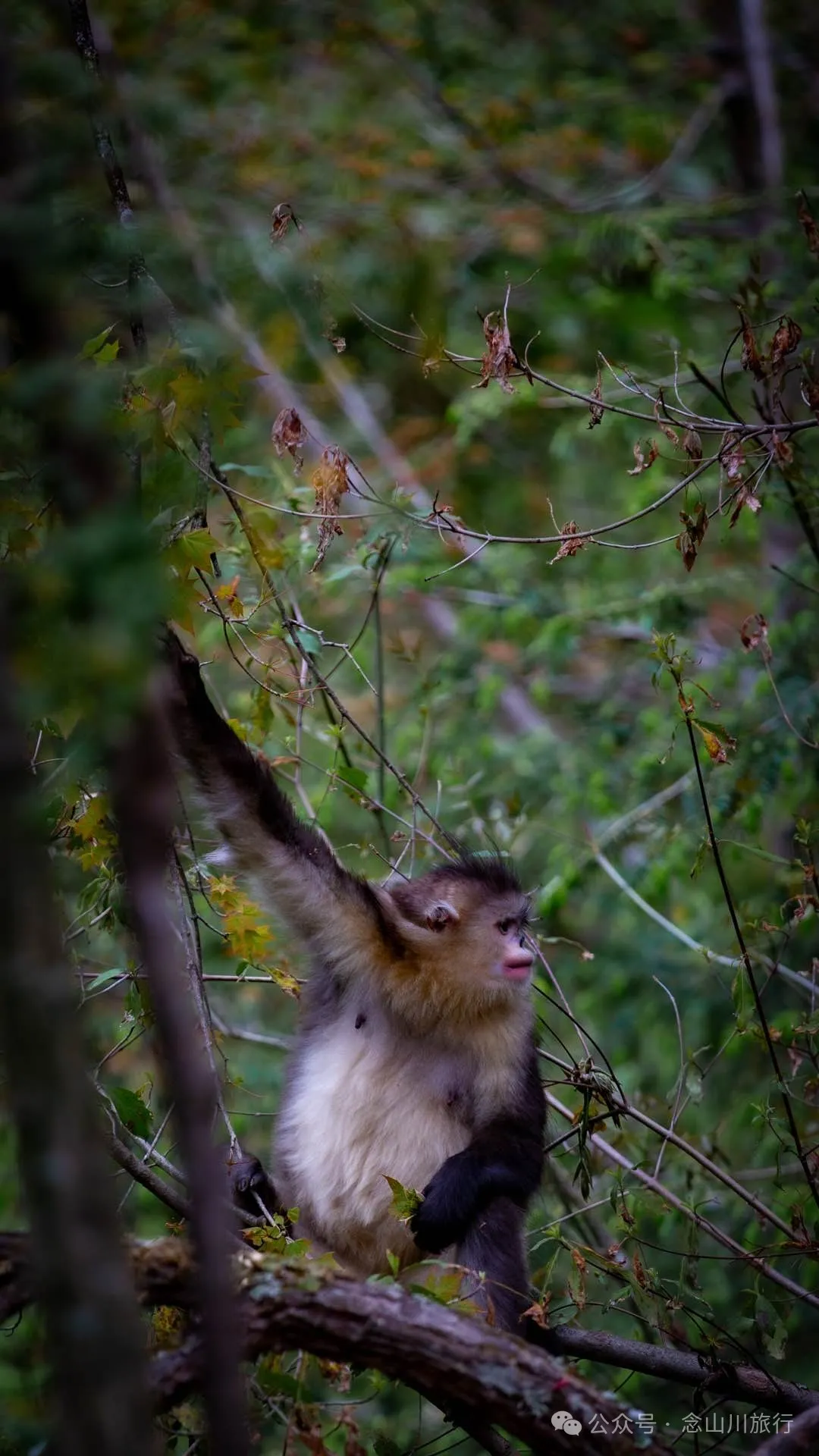 Yunnan Golden Monkey National Forest Park: A Green Home for Snow Mountain Spirits, a Gift of Nature - Image 27