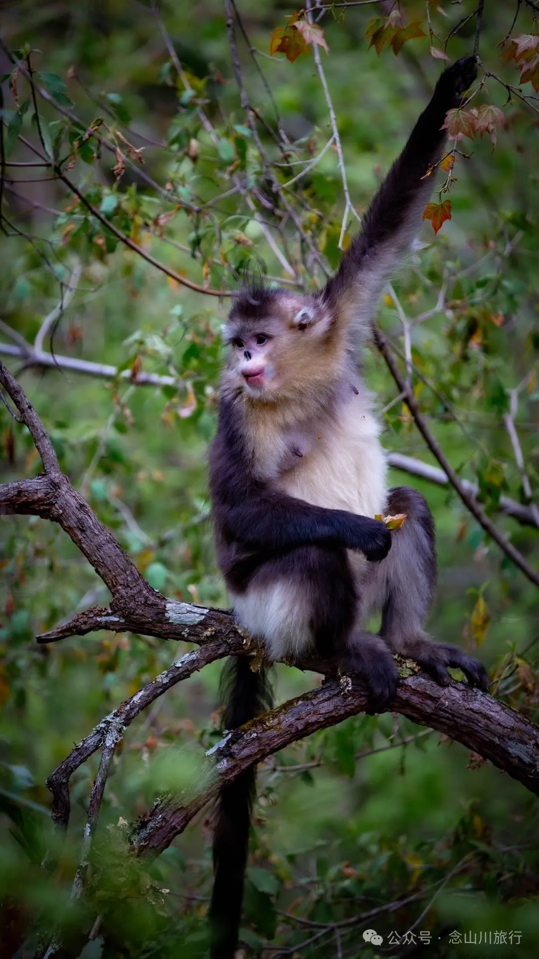 Yunnan Golden Monkey National Forest Park: A Green Home for Snow Mountain Spirits, a Gift of Nature - Image 28