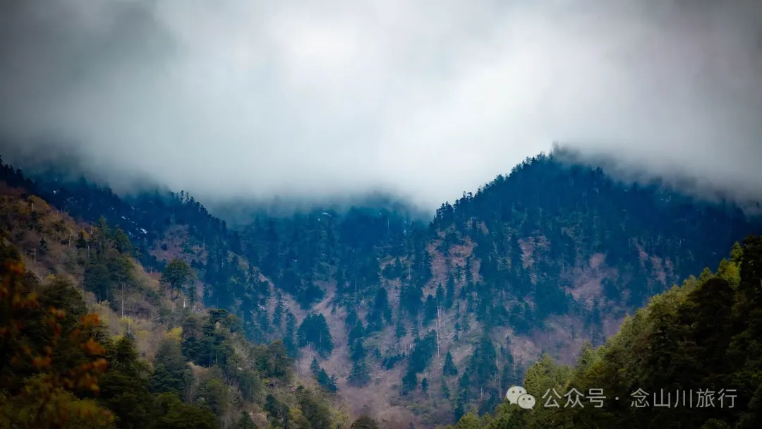 Yunnan Golden Monkey National Forest Park: A Green Home for Snow Mountain Spirits, a Gift of Nature - Image 29