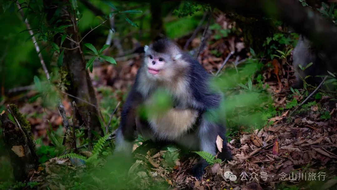 Yunnan Golden Monkey National Forest Park: A Green Home for Snow Mountain Spirits, a Gift of Nature - Image 3