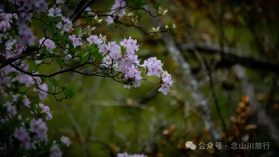 Yunnan Golden Monkey National Forest Park: A Green Home for Snow Mountain Spirits, a Gift of Nature - Image 32