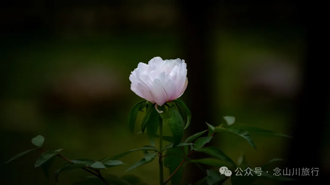 Yunnan Golden Monkey National Forest Park: A Green Home for Snow Mountain Spirits, a Gift of Nature - Image 33