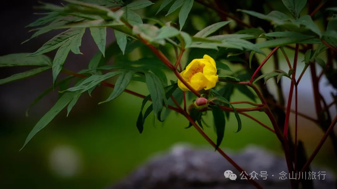Yunnan Golden Monkey National Forest Park: A Green Home for Snow Mountain Spirits, a Gift of Nature - Image 34
