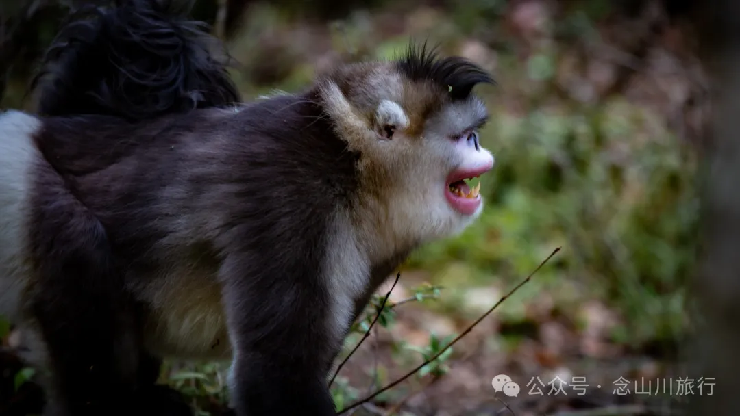 Yunnan Golden Monkey National Forest Park: A Green Home for Snow Mountain Spirits, a Gift of Nature - Image 4