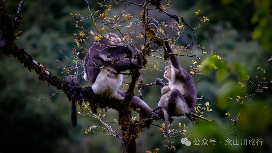 Yunnan Golden Monkey National Forest Park: A Green Home for Snow Mountain Spirits, a Gift of Nature - Image 5