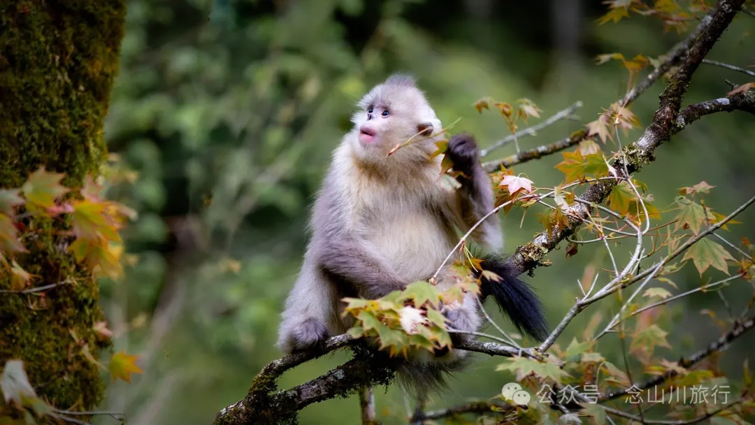 Yunnan Golden Monkey National Forest Park: A Green Home for Snow Mountain Spirits, a Gift of Nature - Image 6
