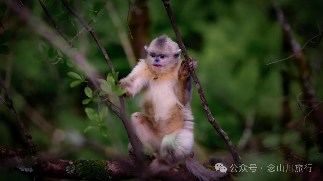 Yunnan Golden Monkey National Forest Park: A Green Home for Snow Mountain Spirits, a Gift of Nature - Image 7
