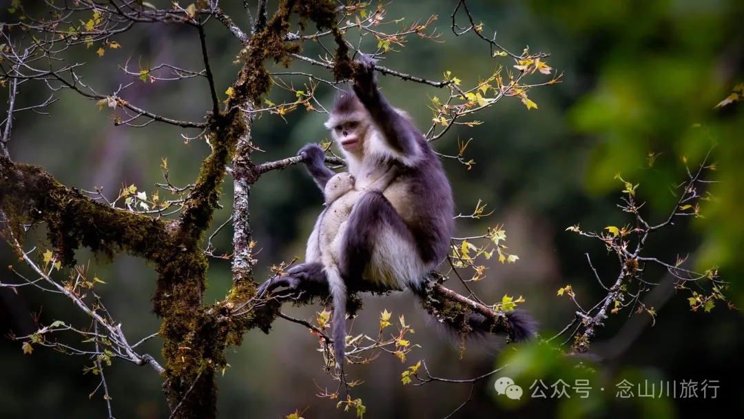 Yunnan Golden Monkey National Forest Park: A Green Home for Snow Mountain Spirits, a Gift of Nature - Image 8