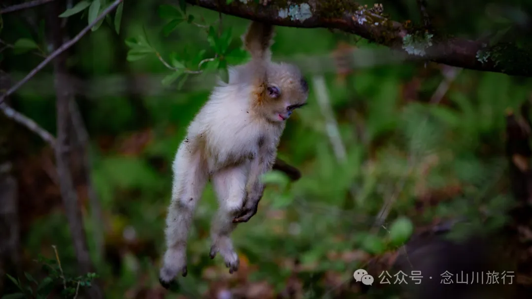 Yunnan Golden Monkey National Forest Park: A Green Home for Snow Mountain Spirits, a Gift of Nature - Image 9