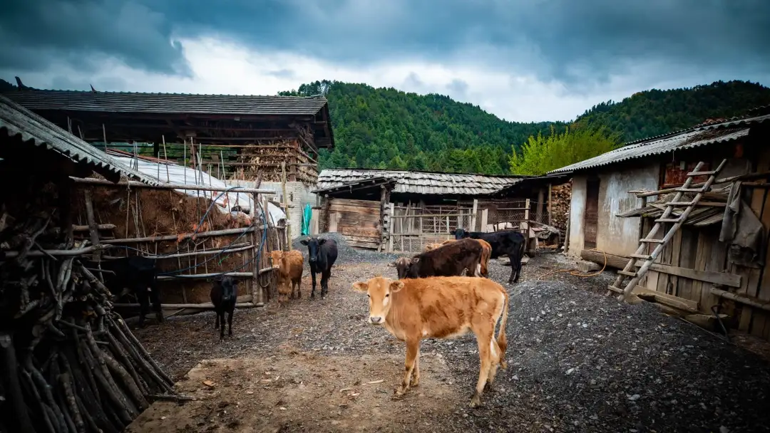 迪慶維西塔城鎮朵那閣村：傈僳族特色村，木楞房炊煙裡的新舊交融 - 第30張