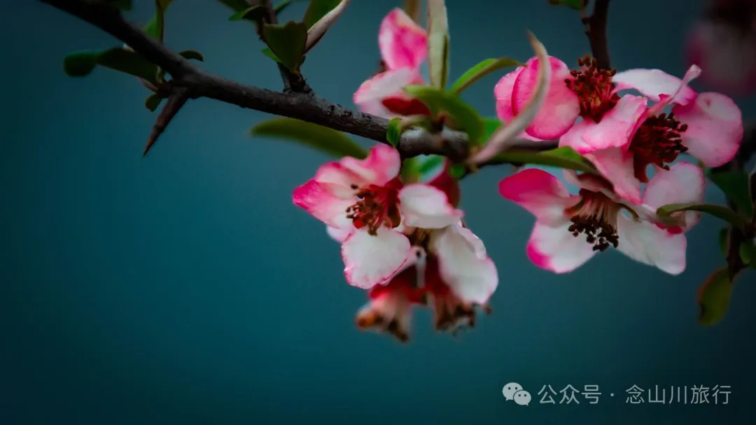 迪庆维西县攀天阁乡美洛村：遗落人间的傈僳族桃源恋歌 - 第19张
