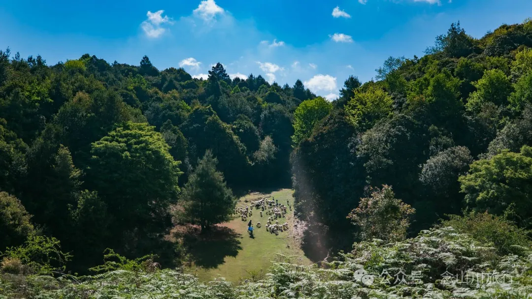 大理巍山马鞍山乡青云草甸:高山草甸上的石林奇景,自然的鬼斧神工 - 第10张