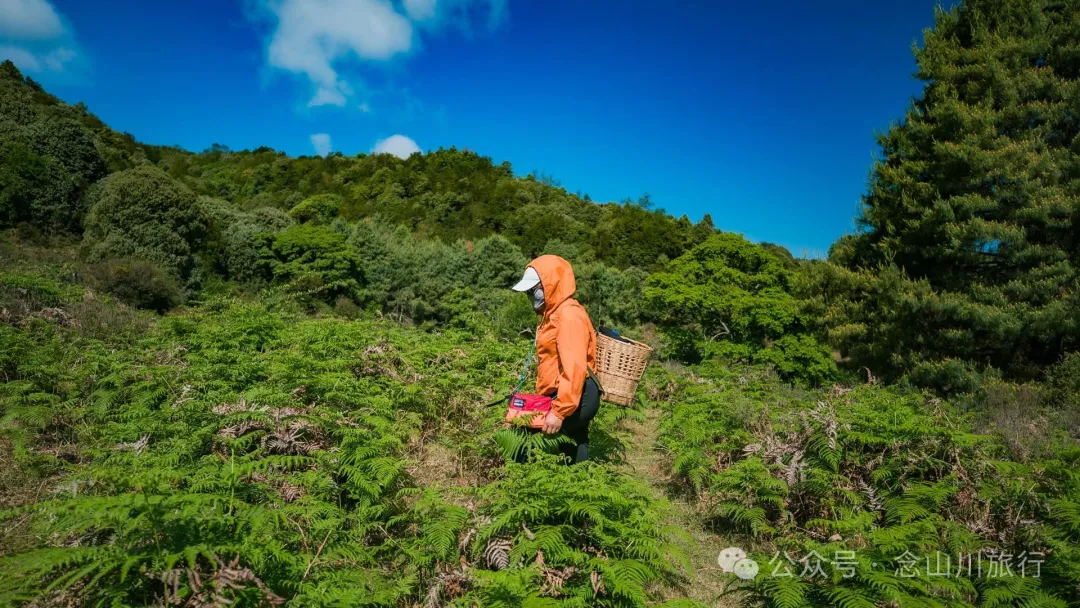 大理巍山马鞍山乡青云草甸:高山草甸上的石林奇景,自然的鬼斧神工 - 第11张