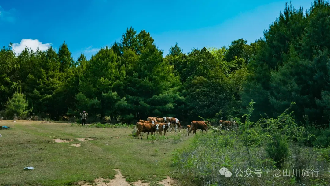 大理巍山马鞍山乡青云草甸:高山草甸上的石林奇景,自然的鬼斧神工 - 第18张