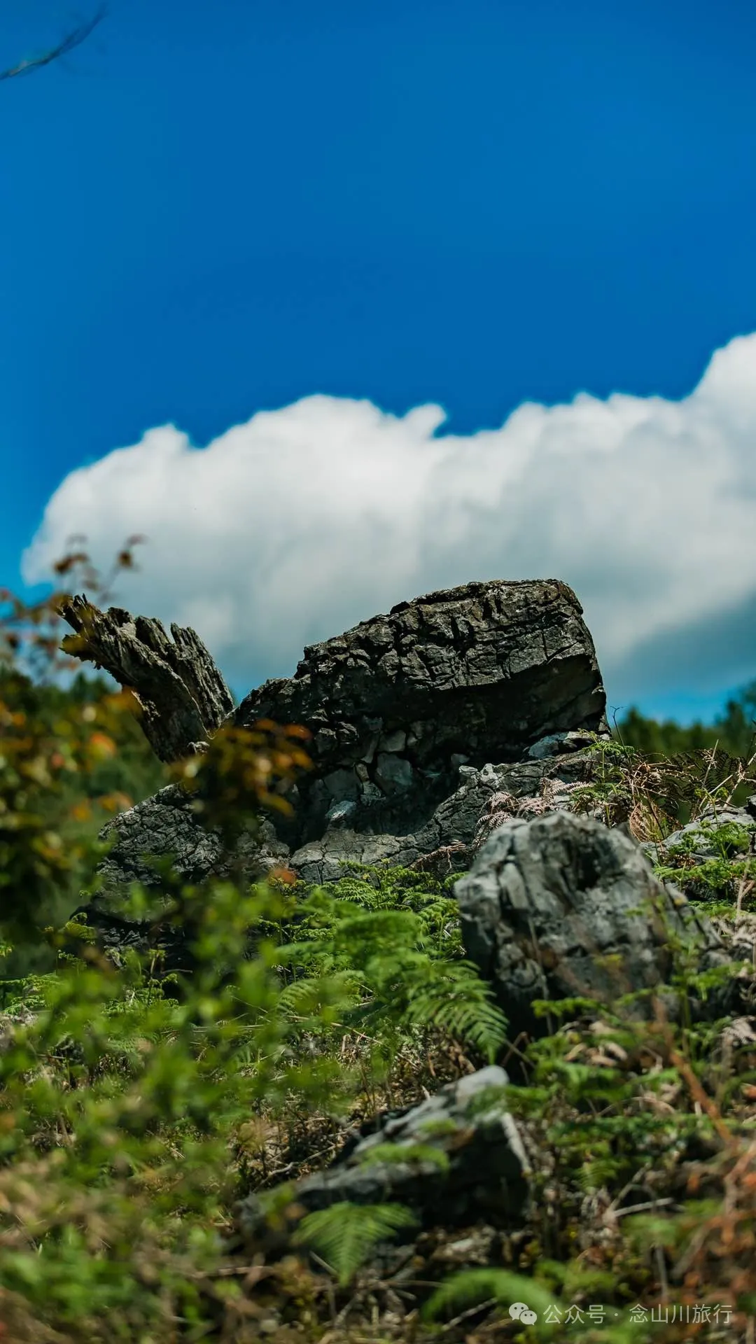 大理巍山马鞍山乡青云草甸:高山草甸上的石林奇景,自然的鬼斧神工 - 第38张