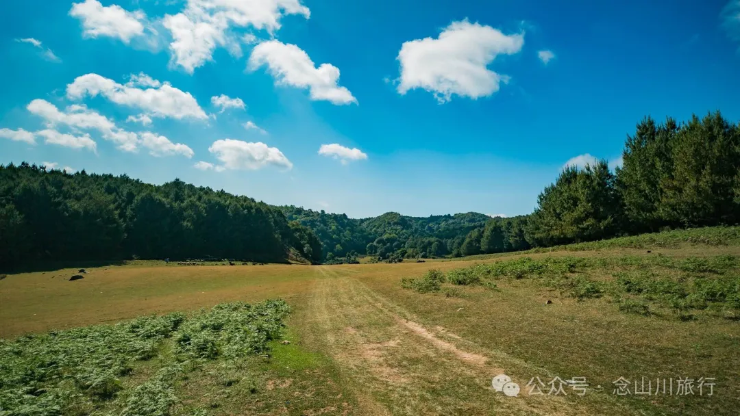 大理巍山马鞍山乡青云草甸:高山草甸上的石林奇景,自然的鬼斧神工 - 第8张