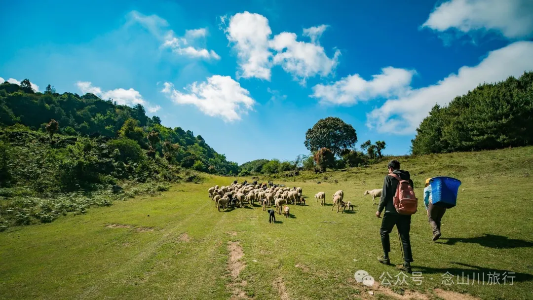 大理巍山马鞍山乡青云草甸:高山草甸上的石林奇景,自然的鬼斧神工 - 第9张