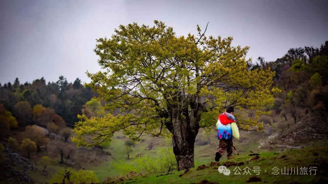 迪慶維西永春鄉史別地(施別底)小石林:遇見雲霧裡的杜鵑花海和高山草甸 - 第13張