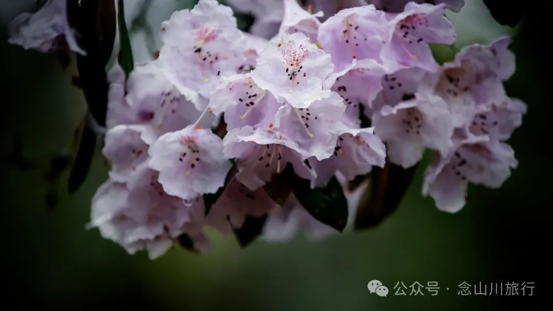 迪慶維西永春鄉史別地(施別底)小石林:遇見雲霧裡的杜鵑花海和高山草甸 - 第3張