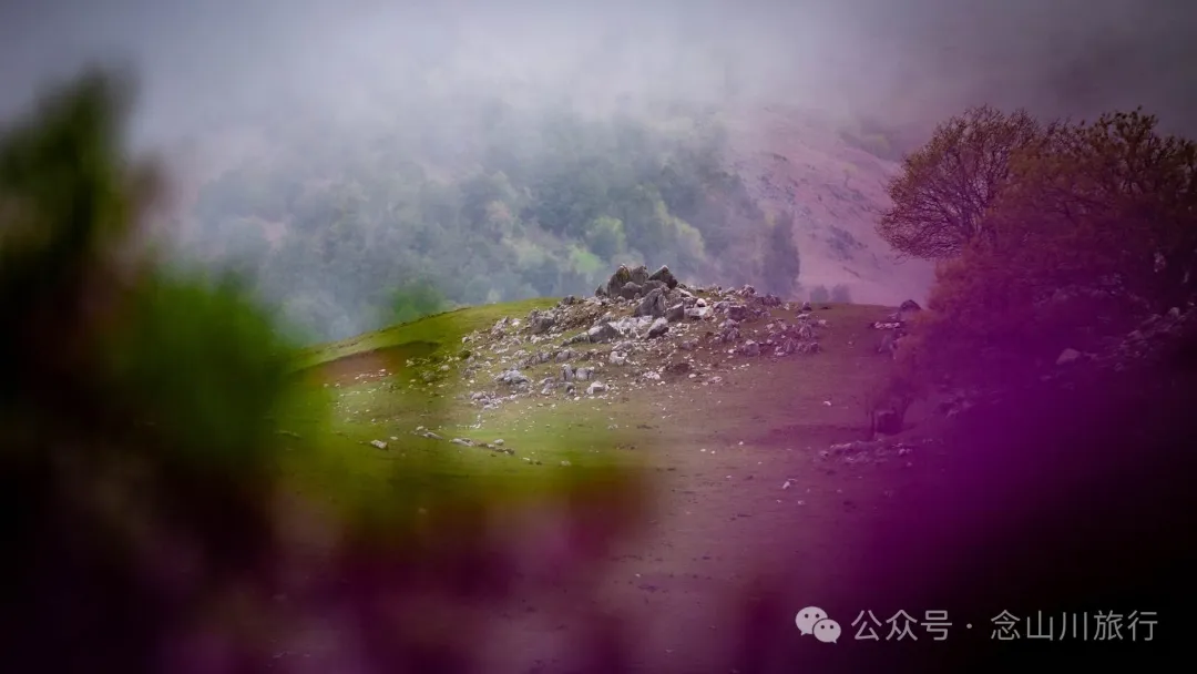 迪慶維西永春鄉史別地(施別底)小石林:遇見雲霧裡的杜鵑花海和高山草甸 - 第32張