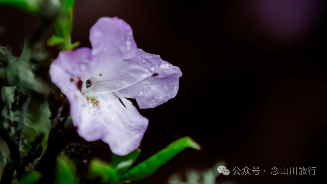 迪慶維西永春鄉史別地(施別底)小石林:遇見雲霧裡的杜鵑花海和高山草甸 - 第38張