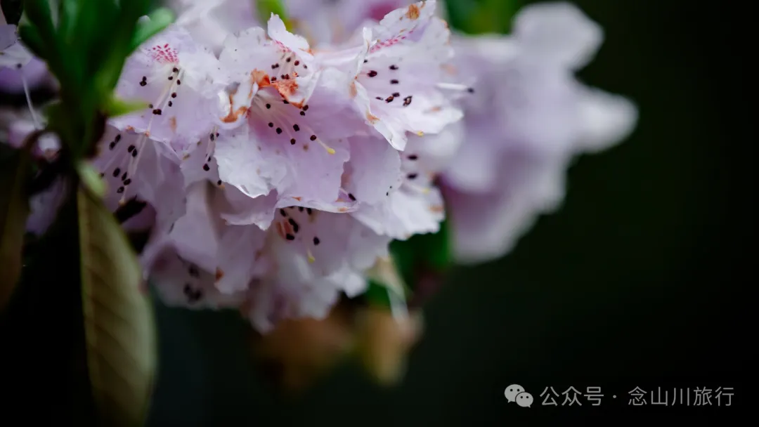 迪慶維西永春鄉史別地(施別底)小石林:遇見雲霧裡的杜鵑花海和高山草甸 - 第39張