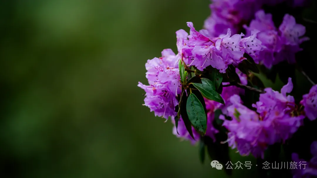 迪慶維西永春鄉史別地(施別底)小石林:遇見雲霧裡的杜鵑花海和高山草甸 - 第40張