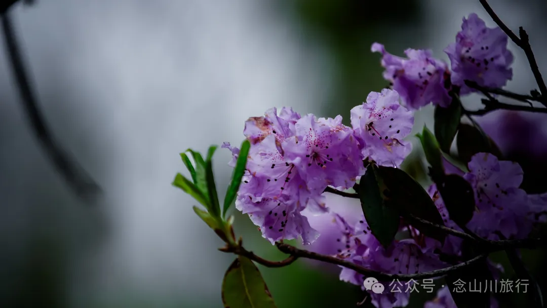迪慶維西永春鄉史別地(施別底)小石林:遇見雲霧裡的杜鵑花海和高山草甸 - 第41張
