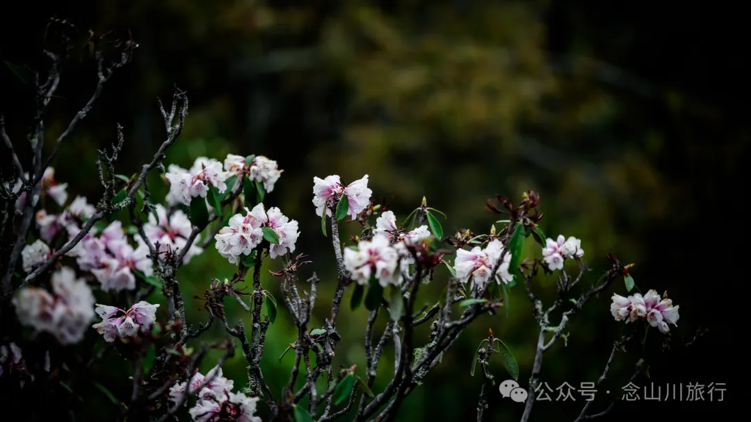 迪慶維西永春鄉史別地(施別底)小石林:遇見雲霧裡的杜鵑花海和高山草甸 - 第43張