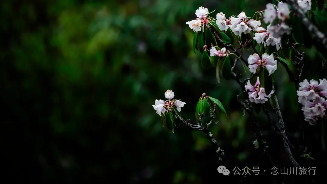 迪慶維西永春鄉史別地(施別底)小石林:遇見雲霧裡的杜鵑花海和高山草甸 - 第44張