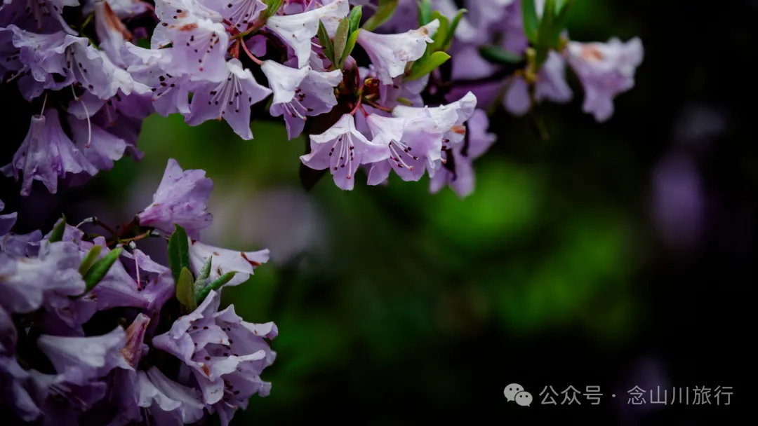 迪慶維西永春鄉史別地(施別底)小石林:遇見雲霧裡的杜鵑花海和高山草甸 - 第45張