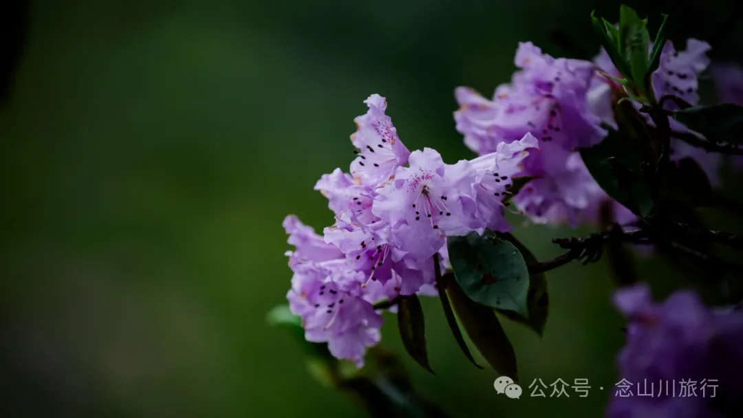 迪慶維西永春鄉史別地(施別底)小石林:遇見雲霧裡的杜鵑花海和高山草甸 - 第46張