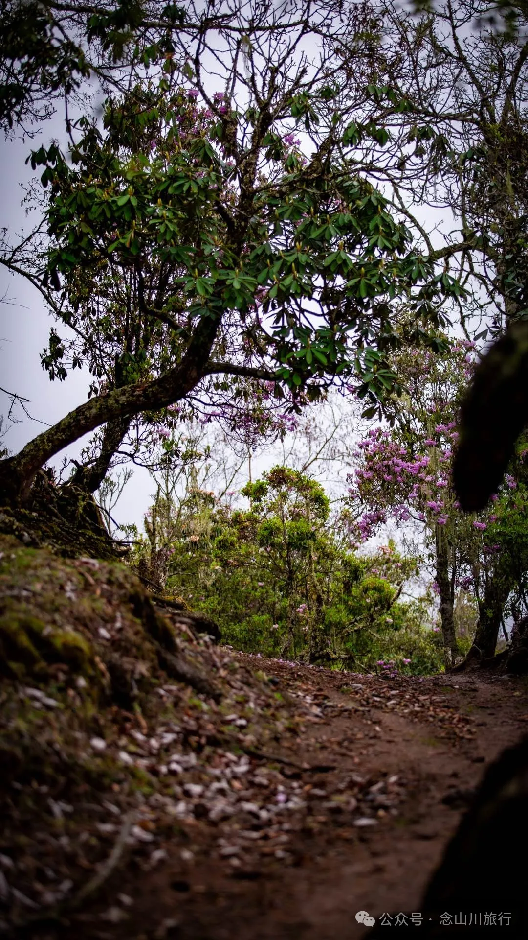 迪慶維西永春鄉史別地(施別底)小石林:遇見雲霧裡的杜鵑花海和高山草甸 - 第50張