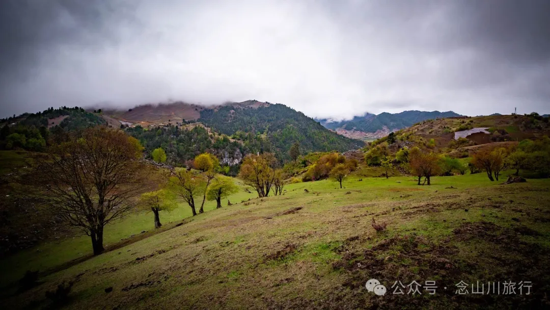 迪慶維西永春鄉史別地(施別底)小石林:遇見雲霧裡的杜鵑花海和高山草甸 - 第7張