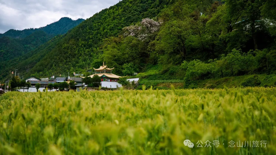迪庆维西县塔城镇呀塘村:五月高原上藏族村庄的江南春意 - 第22张