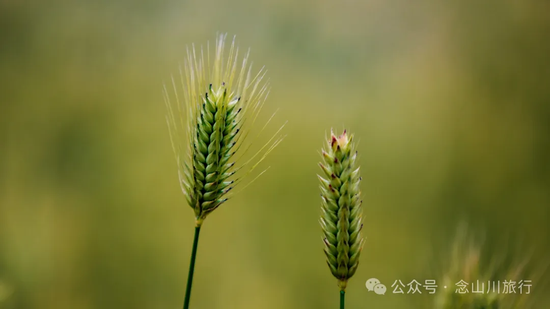 迪庆维西县塔城镇呀塘村:五月高原上藏族村庄的江南春意 - 第23张