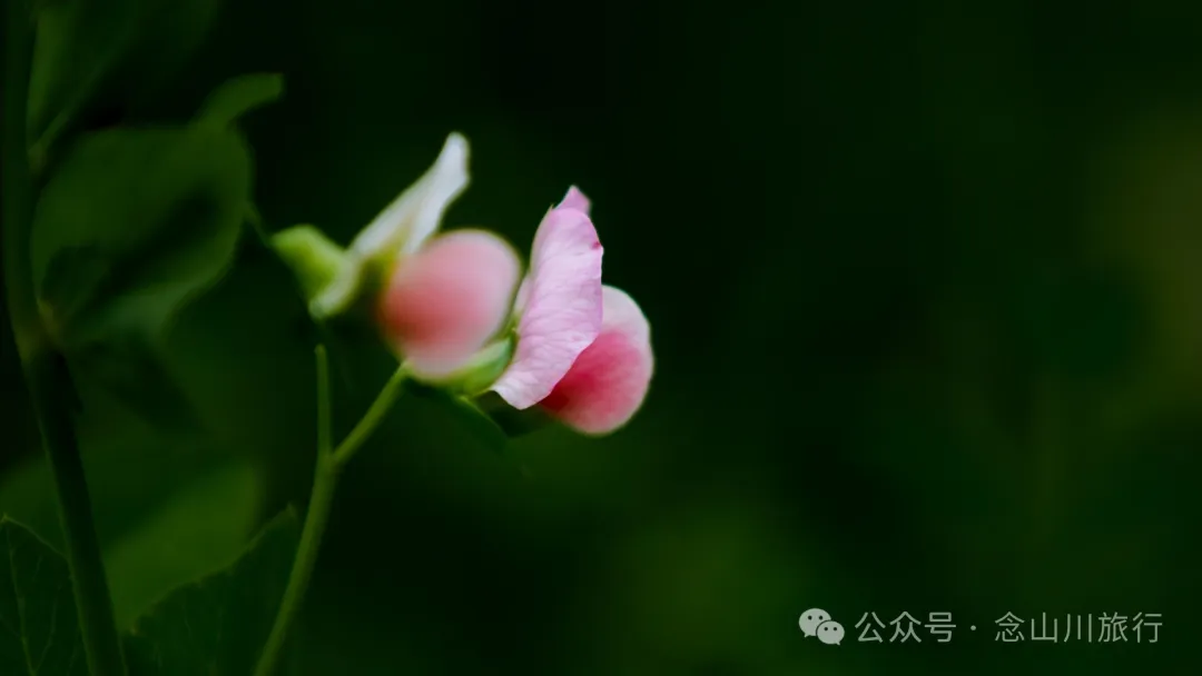 迪庆维西县塔城镇呀塘村:五月高原上藏族村庄的江南春意 - 第26张