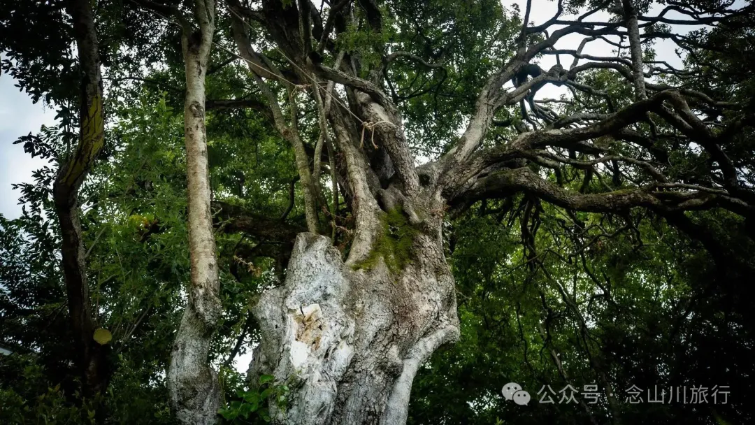 大理巍山巍寶山鄉茶客塘村：500年的牛筋條古樹朝古井彎腰，打撈沉底的方言 - 第17張