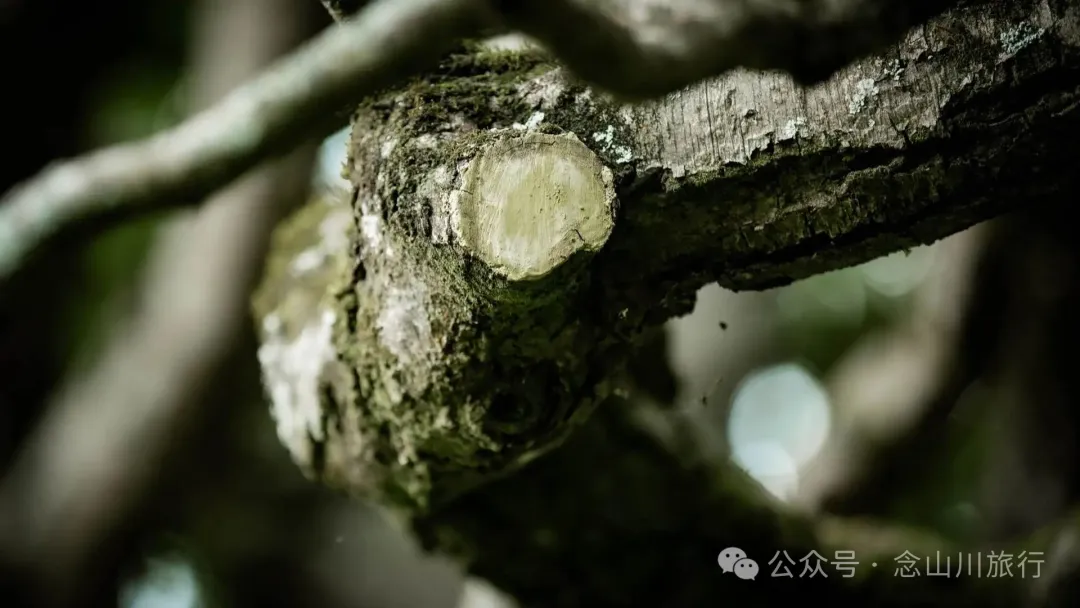 大理巍山巍寶山鄉茶客塘村：500年的牛筋條古樹朝古井彎腰，打撈沉底的方言 - 第18張