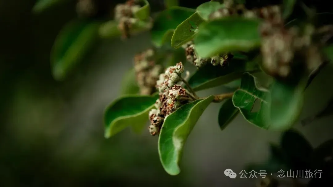 大理巍山巍寶山鄉茶客塘村：500年的牛筋條古樹朝古井彎腰，打撈沉底的方言 - 第19張