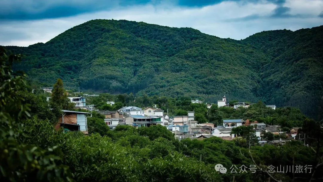 大理巍山巍寶山鄉茶客塘村：500年的牛筋條古樹朝古井彎腰，打撈沉底的方言 - 第2張