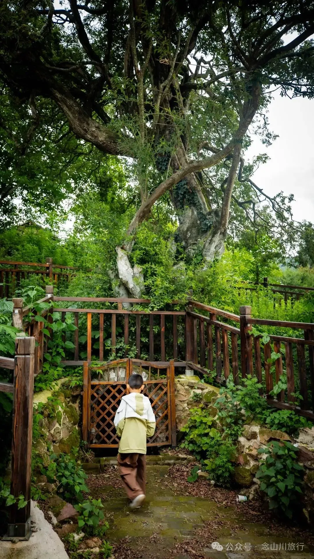 大理巍山巍寶山鄉茶客塘村：500年的牛筋條古樹朝古井彎腰，打撈沉底的方言 - 第24張