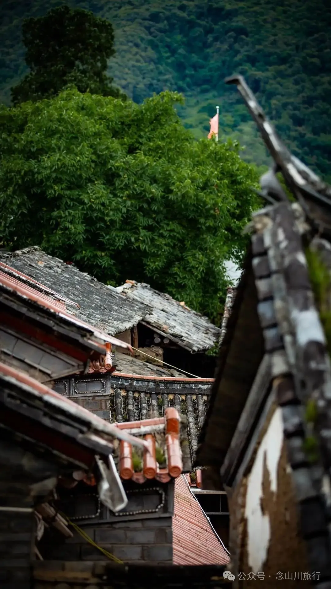 大理巍山巍寶山鄉茶客塘村：500年的牛筋條古樹朝古井彎腰，打撈沉底的方言 - 第28張