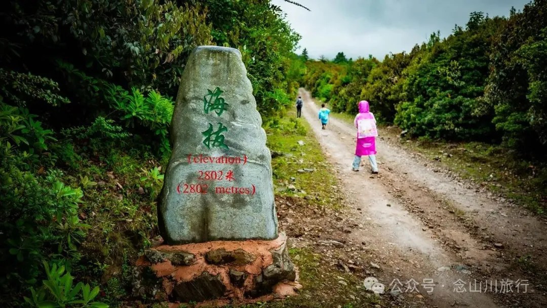 大理蒼山大花甸壩：雨中徒步30公里，走進這片最美的高山草甸 - 第11張