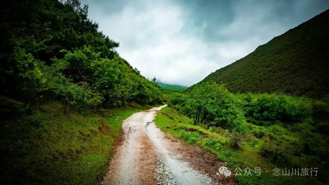 大理蒼山大花甸壩：雨中徒步30公里，走進這片最美的高山草甸 - 第12張