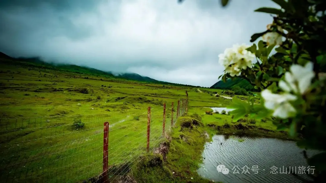 大理蒼山大花甸壩：雨中徒步30公里，走進這片最美的高山草甸 - 第17張