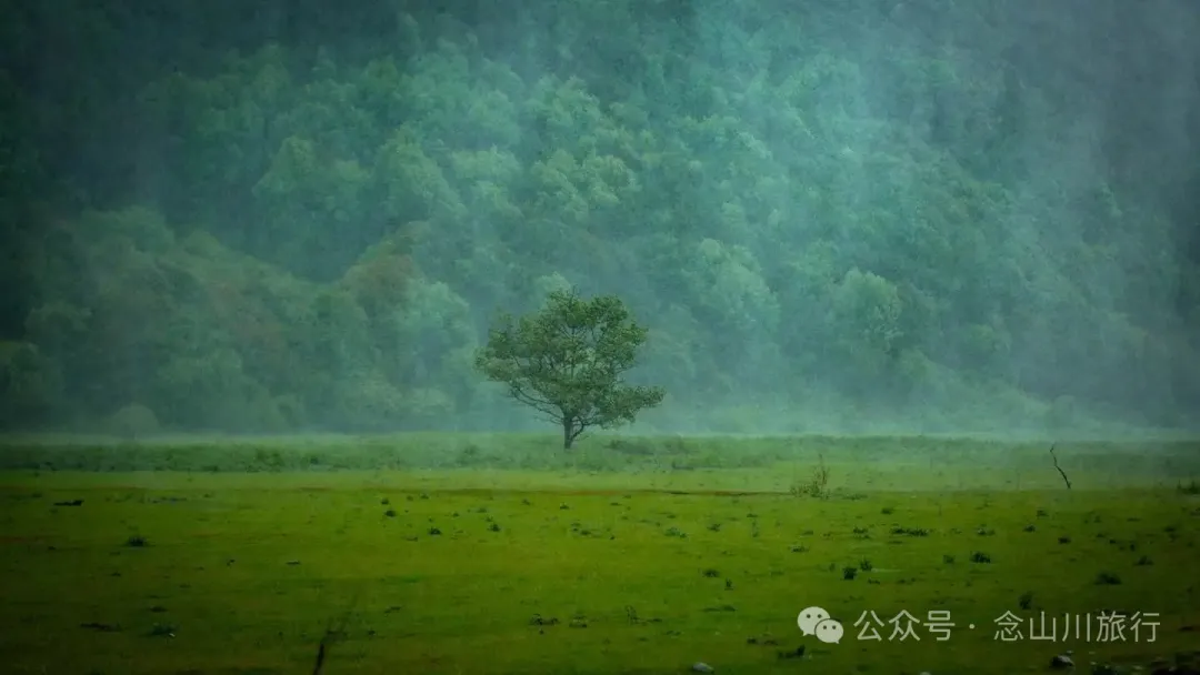 大理蒼山大花甸壩：雨中徒步30公里，走進這片最美的高山草甸 - 第32張