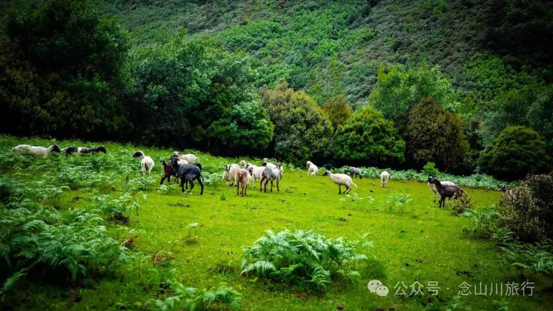 大理蒼山大花甸壩：雨中徒步30公里，走進這片最美的高山草甸 - 第35張